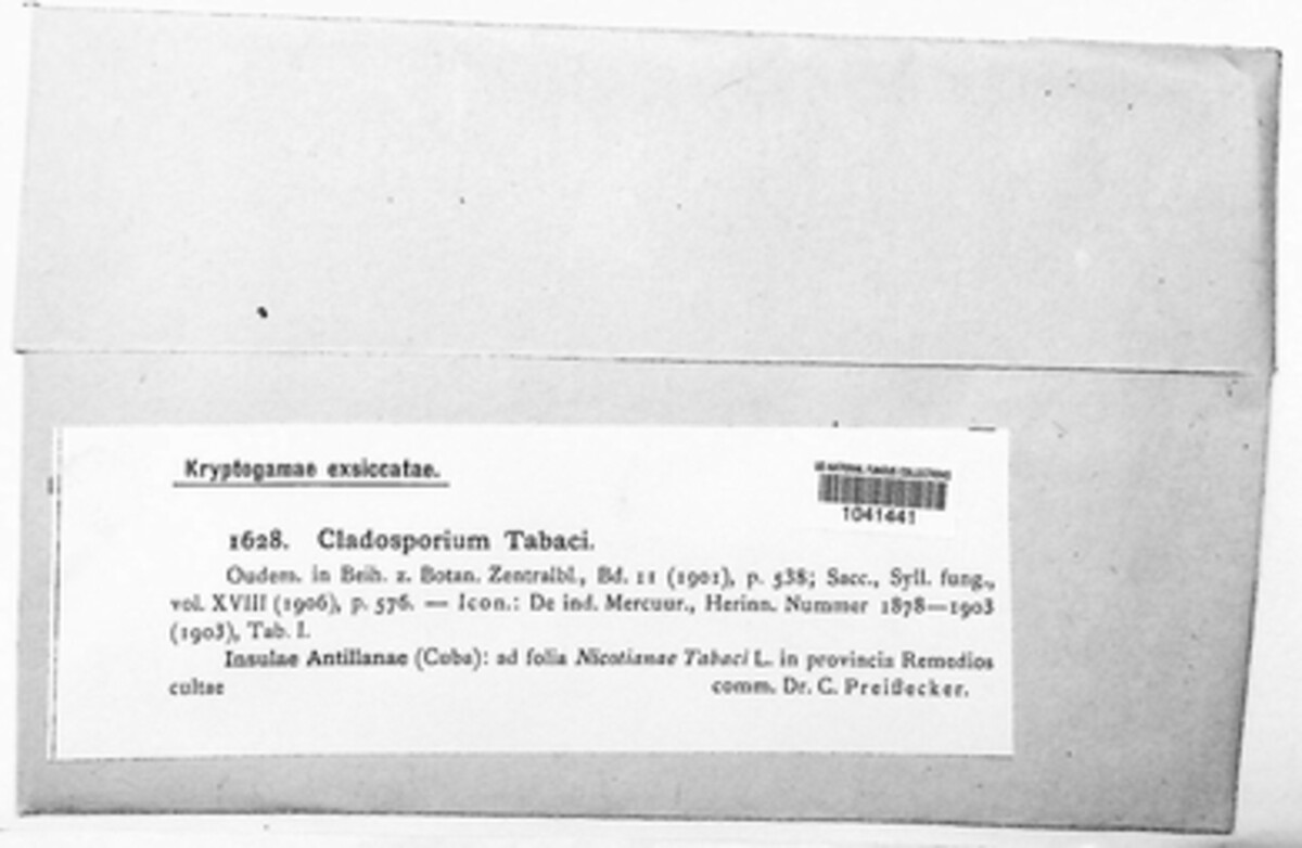 Cladosporium tabaci image
